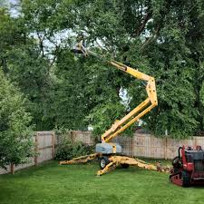 Best Lawn Renovation and Restoration  in Celina, TN
