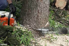  Celina, TN Tree Removal Pros