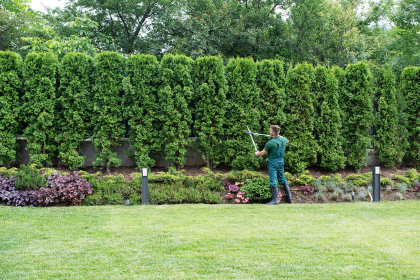 Trusted Celina, TN Tree Removal Experts