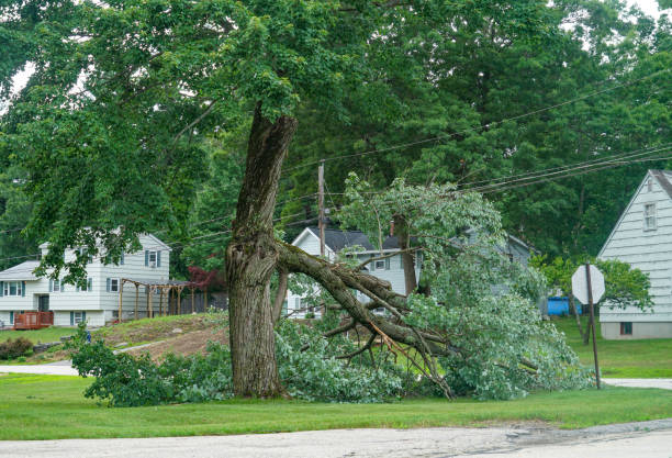 Best Root Management and Removal  in Celina, TN